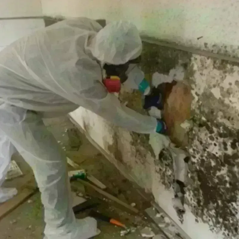 Mold Remediation and Removal in Sanborn, NY